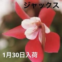 シクラメンジャックスのサムネイル