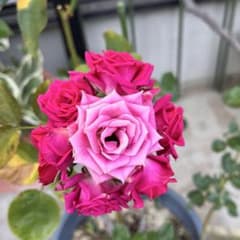 薔薇挿し木苗 ミニバラ - メルカリ