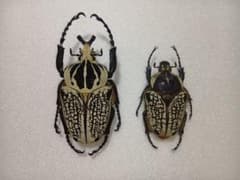 ゴライアスオオツノハナムグリ♂92mm/♀63mm(ペア標本・コンゴ産