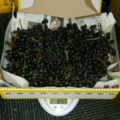 山ブドウ 天然 北海道産のサムネイル
