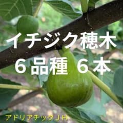 イチジク 穂木 6品種 6本 - メルカリ