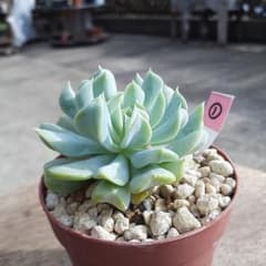 多肉植物 トップシータービー 抜き苗① - メルカリ
