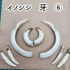 イノシシ 牙 ⑥ いのしし 歯のおまけ付き - メルカリ
