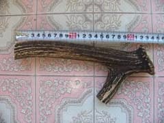 大型犬用 エゾ鹿角 24cmのサムネイル