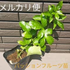 パッションフルーツ苗  ②のサムネイル