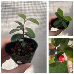 【ラスト】【希少果樹】シダーベイチェリー　苗のサムネイル