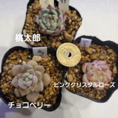 95 桃太郎 ピンククリスタルローズ チョコベリー 3苗 多肉 エケベリア