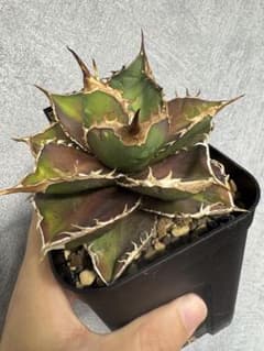 麒麟(Berlin産) 本物 アガベ チタノタ オテロイ チタノタ | Shop at