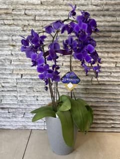 ☆希少 ブルージーン BLUE GENE 3本 石原産業正規品 胡蝶蘭 鉢 - メルカリ