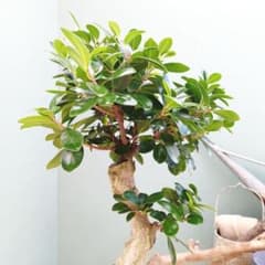 2月限定特価☆(現品)ガジュマル 昇り龍 曲がり幹 8号 曲線 - メルカリ