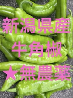 新潟県産 牛角椒 甘長唐辛子 甘長ししとう 農薬不使用500gのサムネイル
