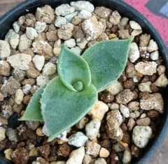 アガベ パリー トランカータ 15 実生 【選抜株 地植え 耐寒性】 - メルカリ