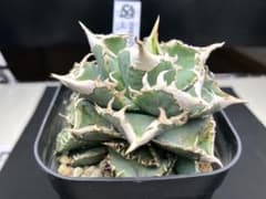 アガべチタノタ　白豪棘　親株+子株5付【上澳園芸タグ付き】 アガべチタノタ 白豪棘 親株+子株5付【上澳園芸タグ付き】 - メルカリ