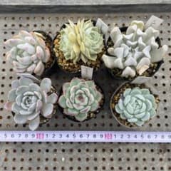 多肉植物 抜き苗 6種セット - メルカリ