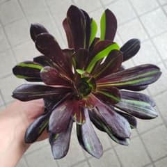 多肉植物アエオニウム　ビッグバン　カット苗のサムネイル