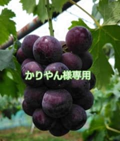 ピオーネのサムネイル