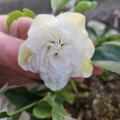 ④　クリスマスローズ　超多弁ダブルホワイト　6号　大苗 ④ クリスマスローズ 超多弁ダブルホワイト 6号 大苗 - メルカリ