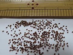 有機栽培キット エルバステラ種子２００粒 農薬不使用＋ 光合成菌液のサムネイル
