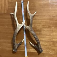 鹿の角2本のサムネイル