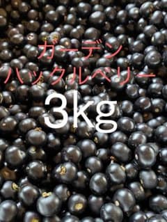 長野県産!無農薬ガーデンハックルベリー3㎏房付きのサムネイル