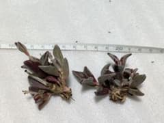 多肉植物 レノフィルム グッダツム錦❗️（京鹿の子錦）2苗セット
