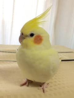 あいしてる様専用のサムネイル