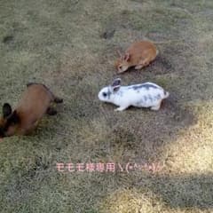 自転車に付ける子供イスモモモ様専用(=^0^=)／のサムネイル