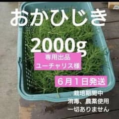 【専用】おかひじき 2000gのサムネイル