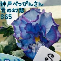 ともさま S65♥神戸べっぴんさん 青の幻想♥超超大人気♥花苗ポット
