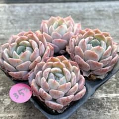 SALE❗️352多肉植物 エケベリア ワンサ 抜き苗 寄せ植え 4苗セット