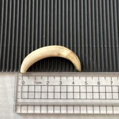 イノシシの牙(約4.5cmと約5cm)のサムネイル