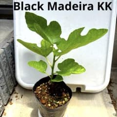 イチジクの良苗。Black Madeira KK - メルカリ