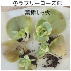 ①ラブリーローズ錦葉挿し5枚 エケベリア 多肉植物 斑入り - メルカリ
