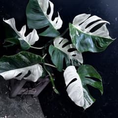 m*.様 斑入りモンステラ ハーフムーン 大株 ベアルート 根付き 58cm 美 m*.様 斑入りモンステラ ハーフムーン 大株 ベアルート 根付き 58cm 美