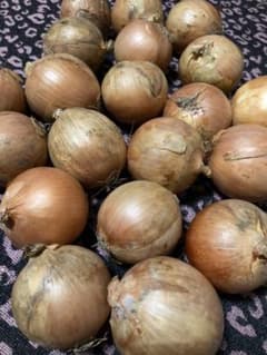 無農薬＊ 小玉ねぎ ⒉８kgレタパ詰め放題のサムネイル