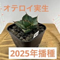 アガベ オテロイ 実生 2025播種 鉢植え発送 根鉢 42 - メルカリ