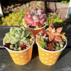 8 多肉植物の小さな寄せ植え✻3コセット - メルカリ