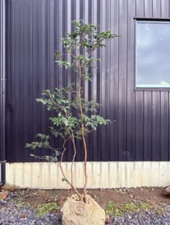 54 天然山採り ヒサカキ - メルカリ