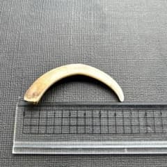 イノシシの牙(約6.5cm×2)のサムネイル