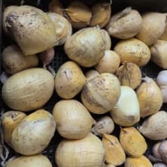 大分産　乾燥ジャンボにんにくバラのサムネイル