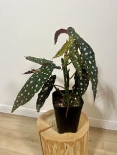 ベゴニアマクラータ①のサムネイル