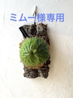 ビカクシダ マダガスカリエンセ コルク付け - メルカリ