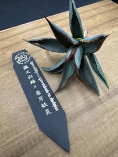 【Solo Agave/ベアルート】アガベ ハイブリッド 瀧之白絲 × 象牙妖炎 Solo Agave】アガベ ハイブリッド 瀧之白絲 × 象牙妖炎 - メルカリ