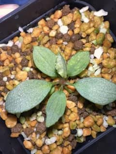 Homalomena sp. 月輪 Aceh sumatera Homalomena sp. 月輪 Aceh sumatera - メルカリ