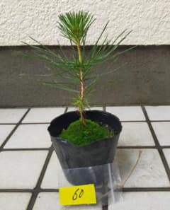 黒松　ミニ盆栽　観葉植物　苗　盆栽　盆栽素材のサムネイル