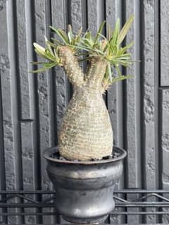 新春セール【グラキリス】塊根！ウサギ型　成長点たくさん 新春セール【グラキリス】塊根！ウサギ型 成長点たくさん - メルカリ