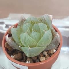 多肉植物　ハオルチア　ロータスグラス②のサムネイル