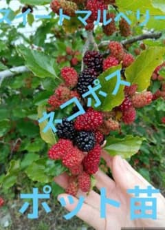 ⑩スイートマルベリー★桑★苗★無農薬★大粒のサムネイル