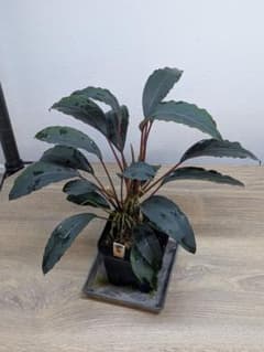 陰性水草の王様的存在【ブセファランドラ】motleyana Padawan 陰性水草 Bucephalandra motleyana Miri産 親株2芽 - メルカリ