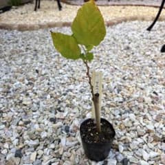 マルベリー苗（大実）④